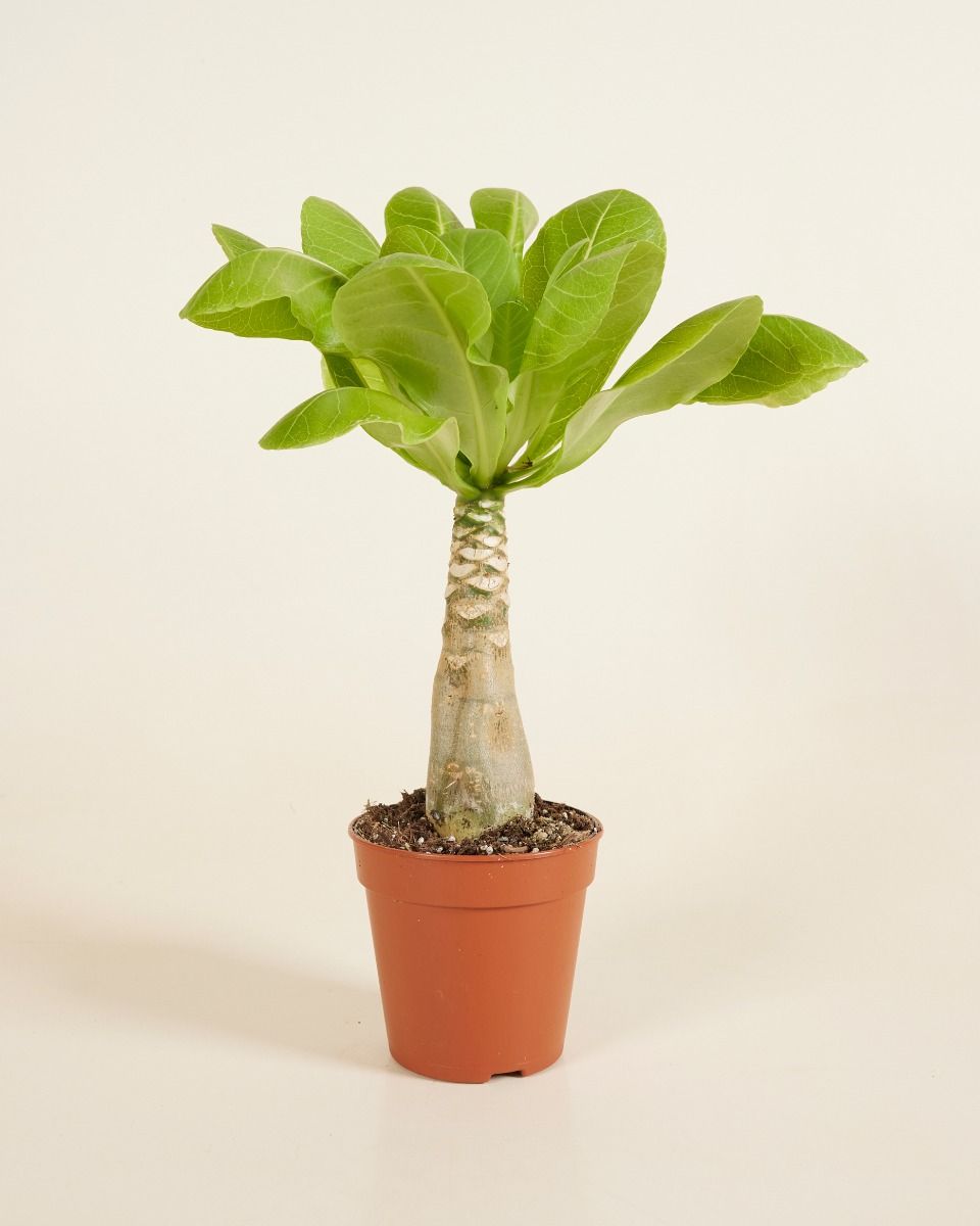 パナマ産　Chiriquibia insignis 35mm Shop Brighamia Insignis M (Hawaii Palm) online | PLNTS.com