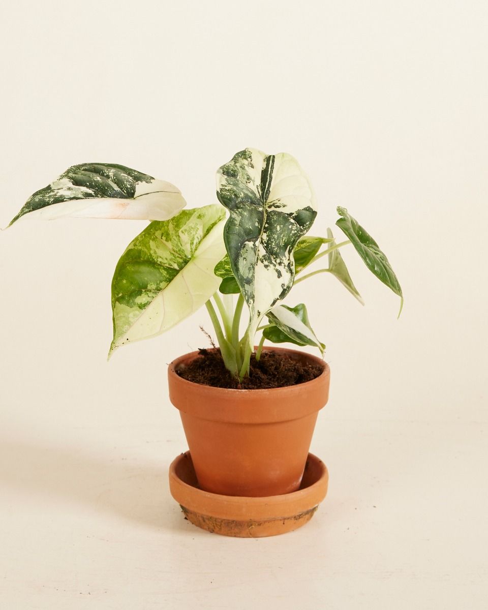 その他観葉植物 Alocasia Dragon Scale Variegata Shop Alocasia Dragon Scale Albo Variegated S online | PLNTS.com