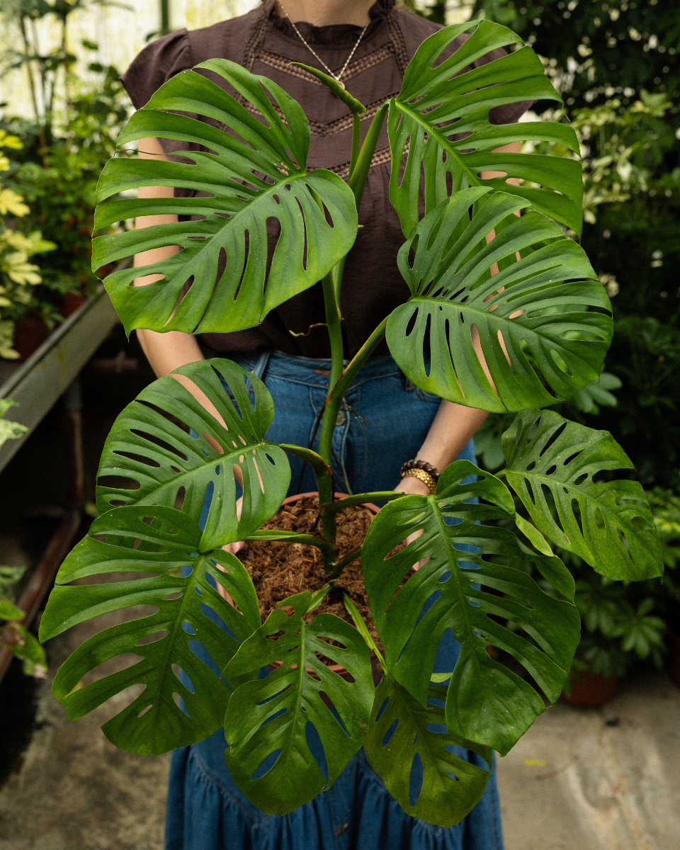 Odd Spot Plants x PLNTS Monstera Aussie Dream M online kopen