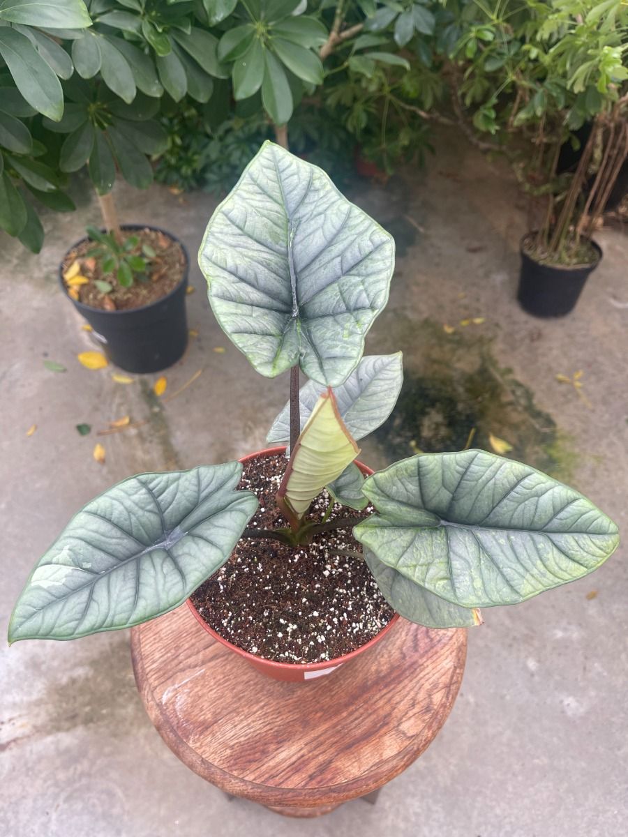Shop Alocasia #001 - Platinum Variegata M online | PLNTS.com
