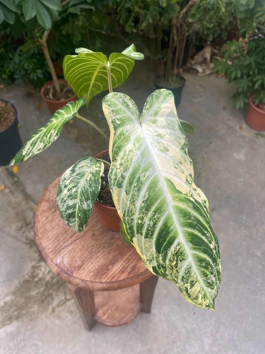 Shop Xanthosoma #007 - Lindenii Variegata M online | PLNTS.com