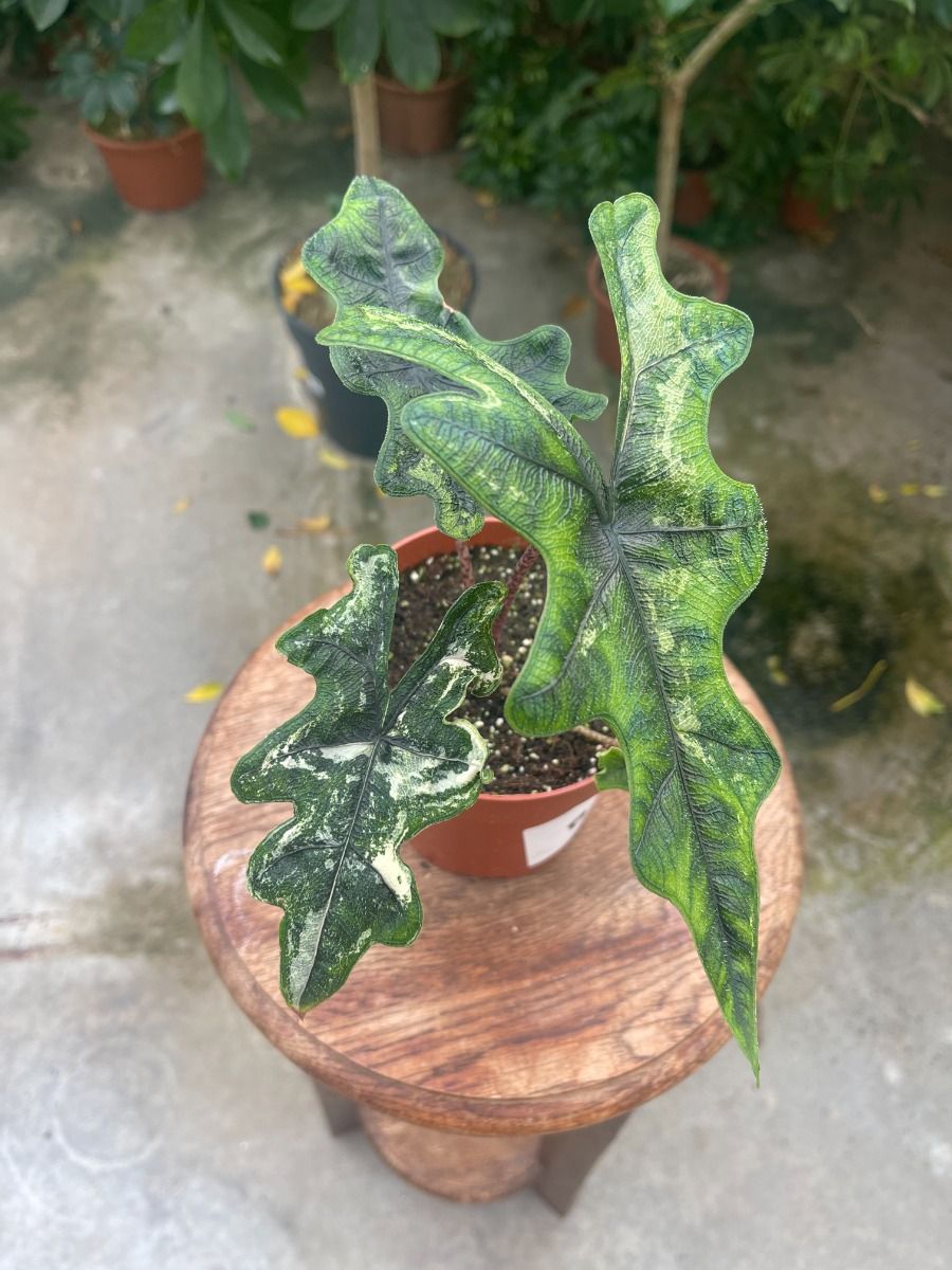 Shop Alocasia #008 - Jacklyn Variegata M online | PLNTS.com