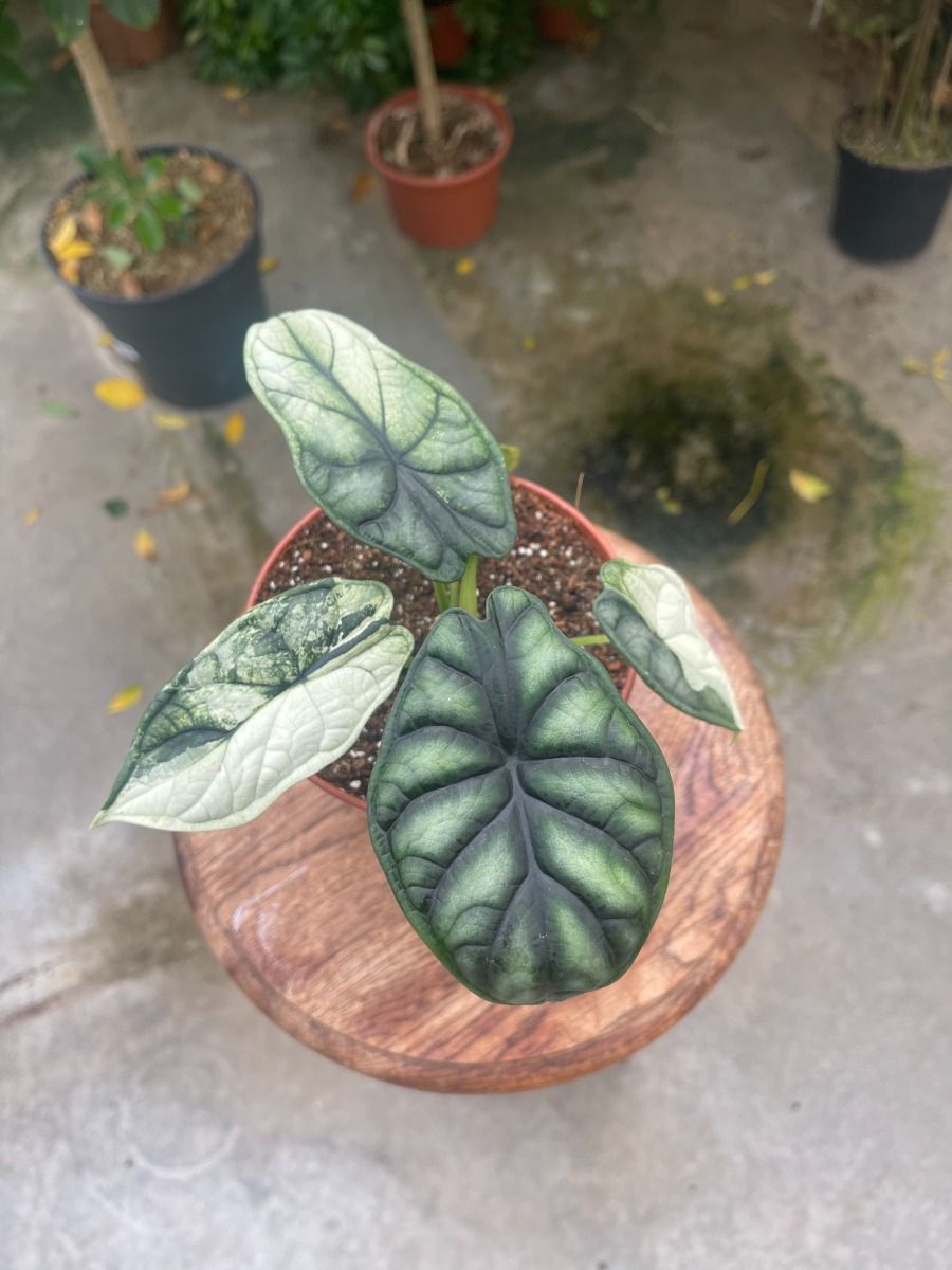 Acheter Alocasia #009 - Dragon Scale Variegata M en ligne | PLNTS.com