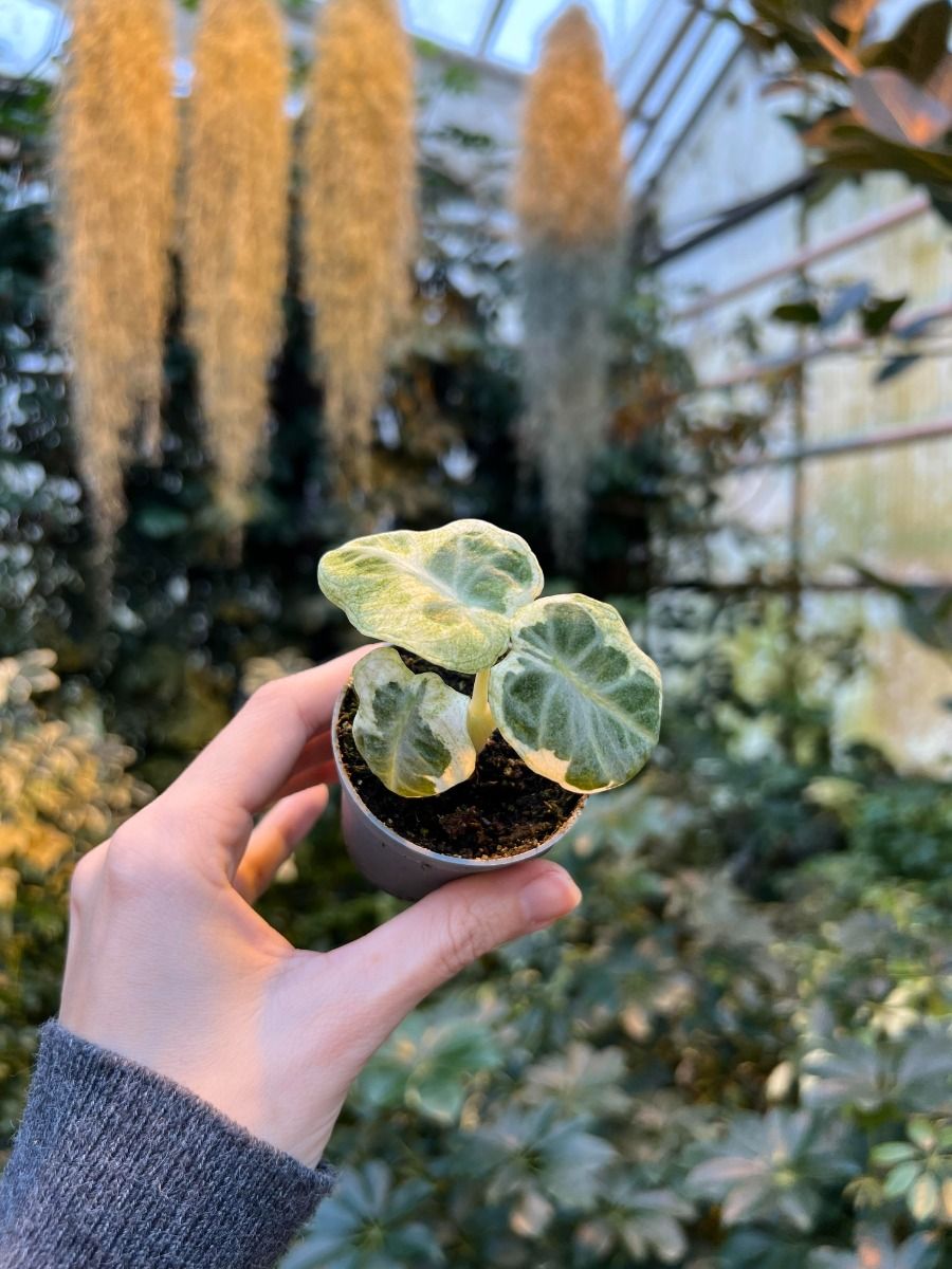 Shop Alocasia #011 - Ninja Mint S online | PLNTS.com