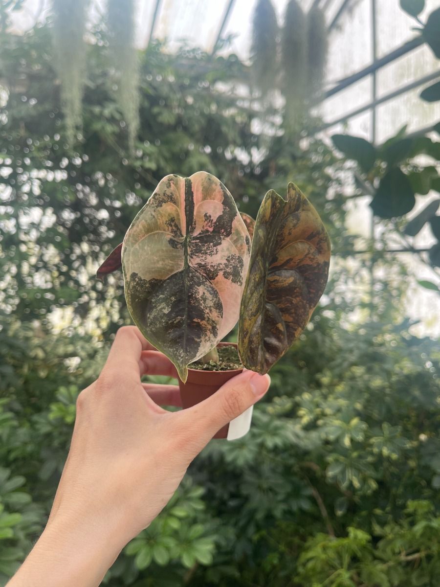asplenium nidus variegata Asplenium nidus 'Crispy Wave' Medium main image 1