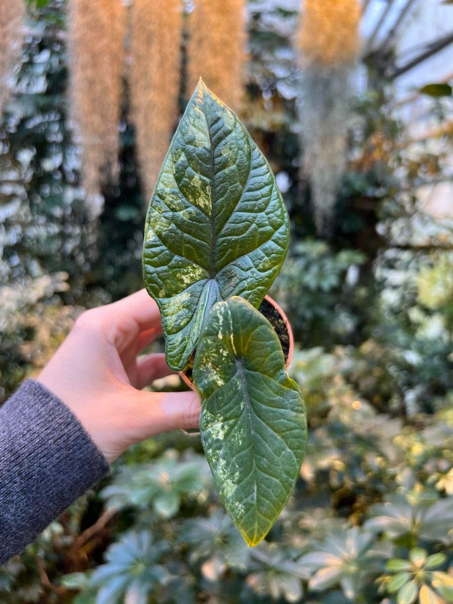 Exclusive houseplants | PLNTS.com