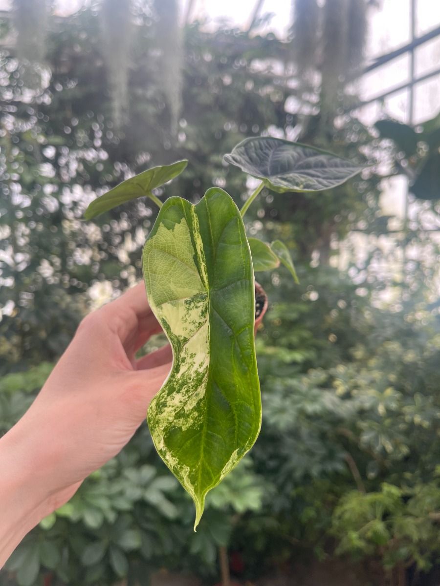 Alocasia Dragon Scale Variegata 【7】 Compre Alocasia #016 - Dragon Scale Variegata S en línea | PLNTS.com
