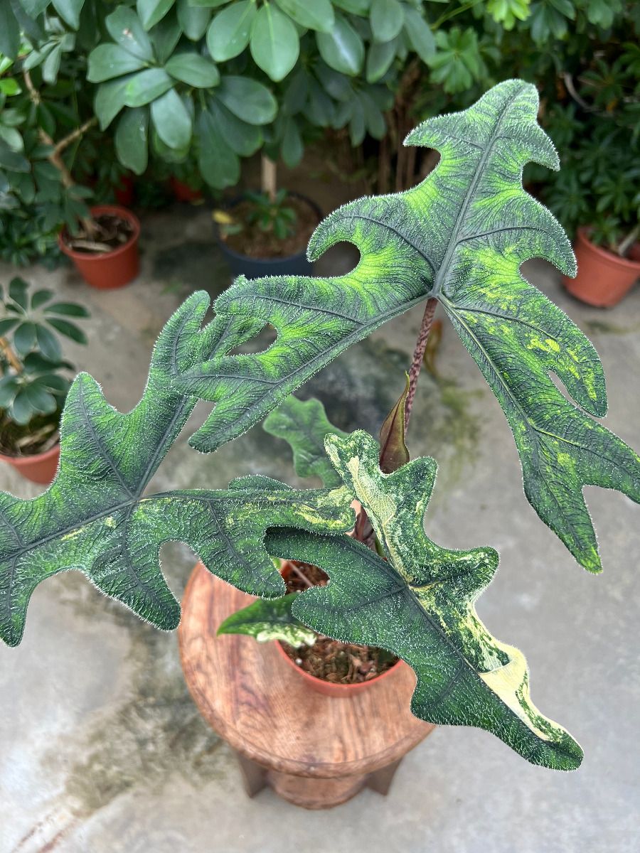 Shop Alocasia #017 - Jacklyn Variegata M online | PLNTS.com