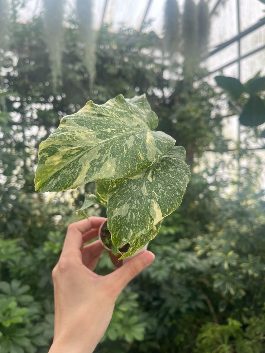 philodendron patriciae kaufen Philodendron patriciae  Ecuagenera Orqudeas del Ecuador
