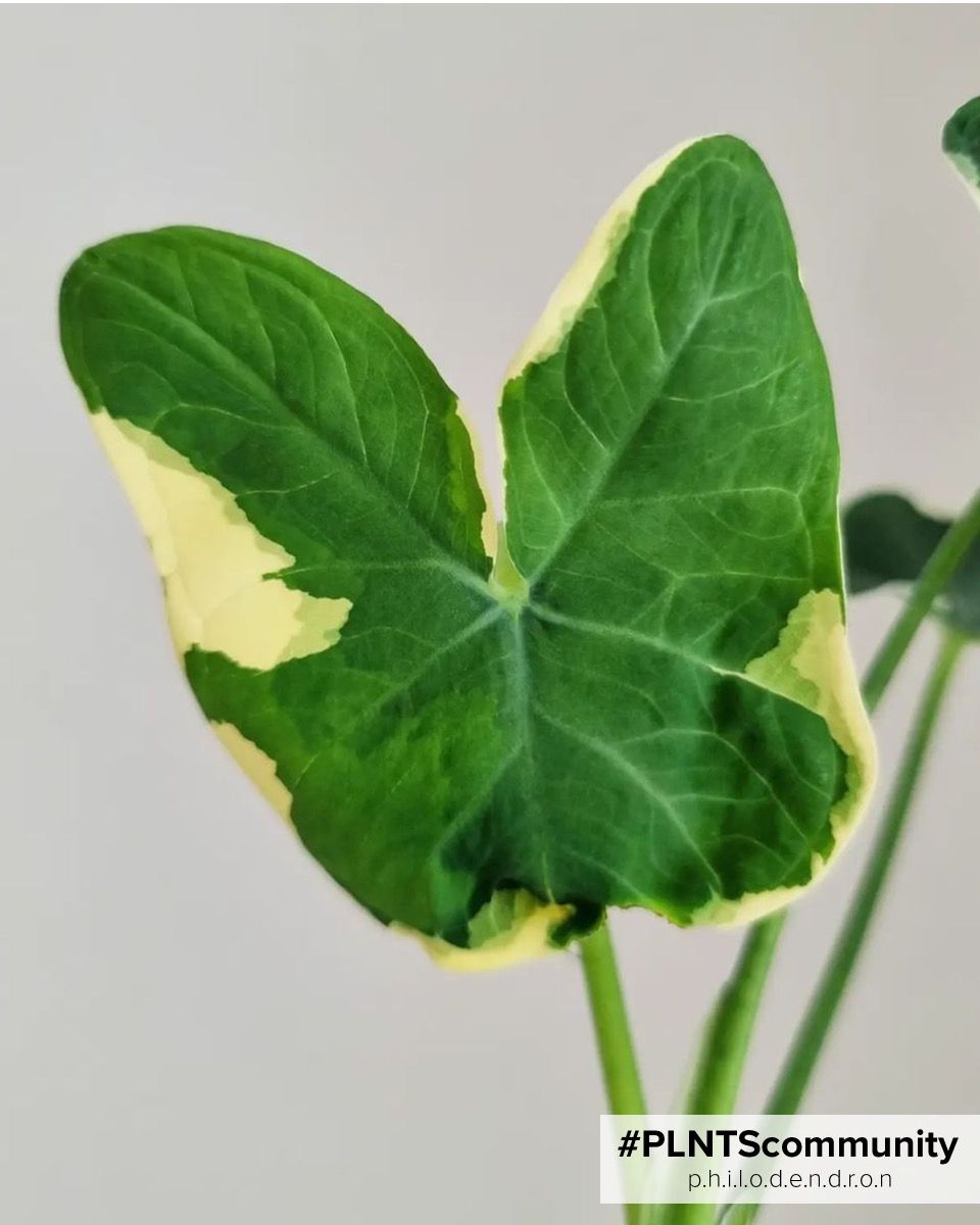 Shop Xanthosoma Sagittifolium Variegata S (Elephant Ear) online | PLNTS.com