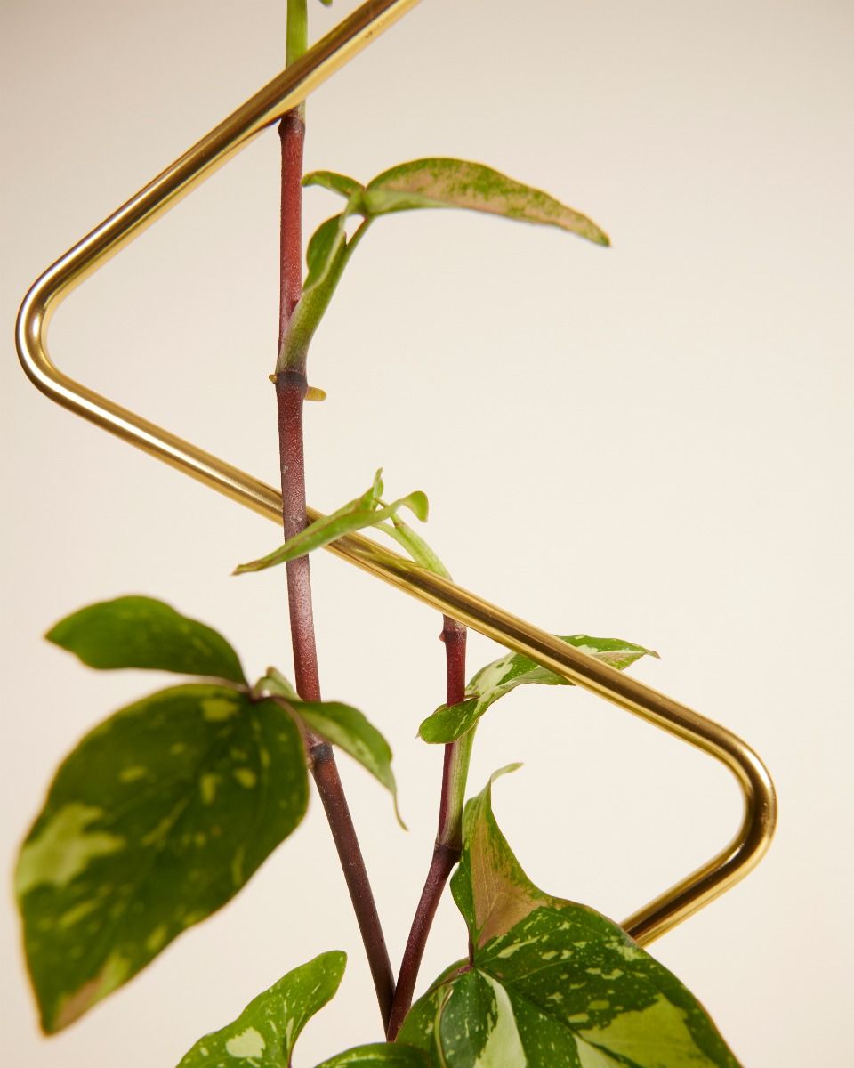 microgreens saatgut bio Microgreens Starter-Set online Deko für Zuhause kaufen