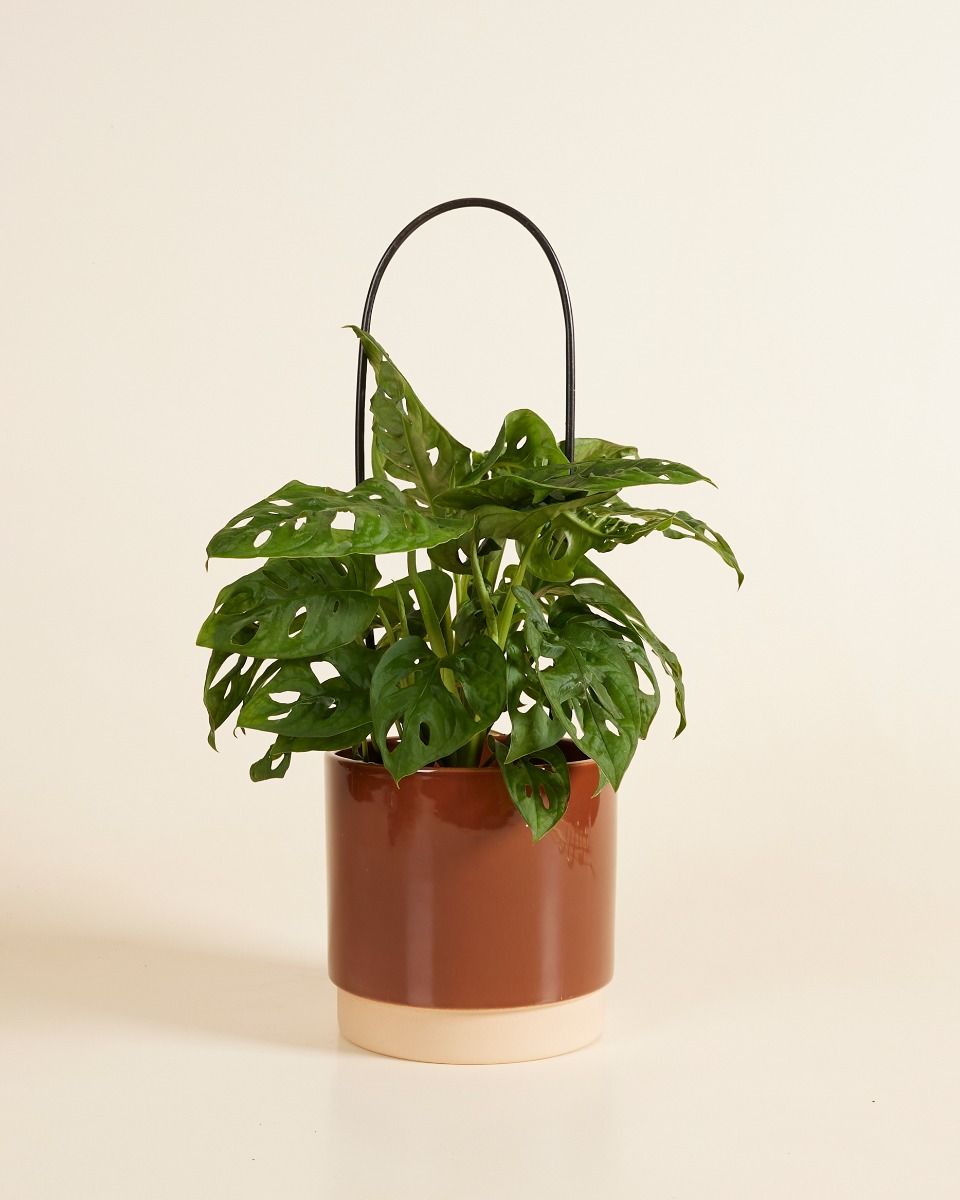 Kletterhilfen fr deine Monstera | PLNTS.com