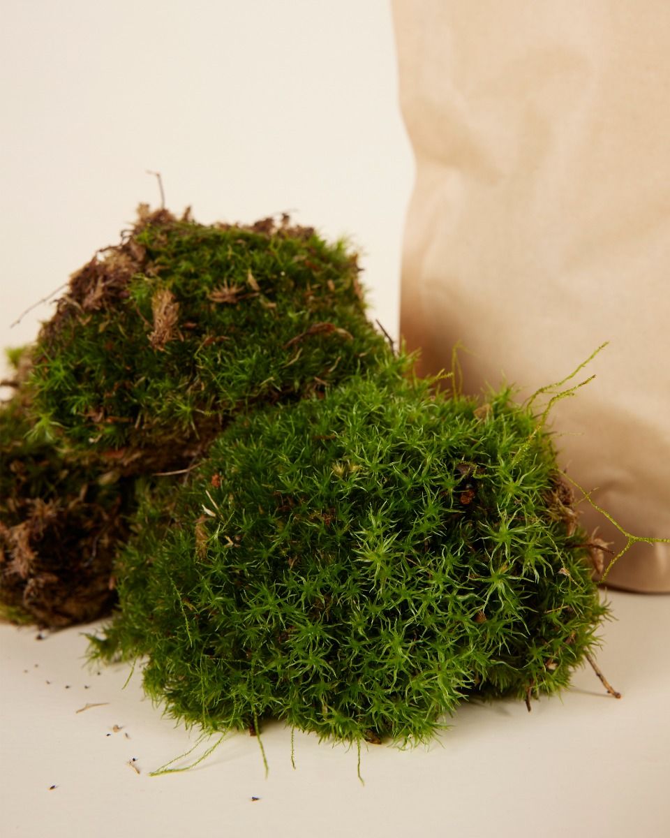 Shop Living Cushion Moss online | PLNTS.com