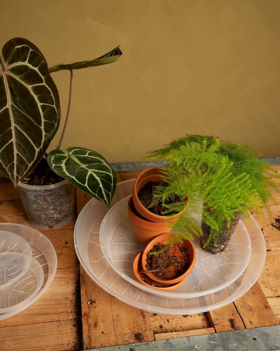 Shop Spathiphyllum Sensation XXL (Peace lily) online | PLNTS.com