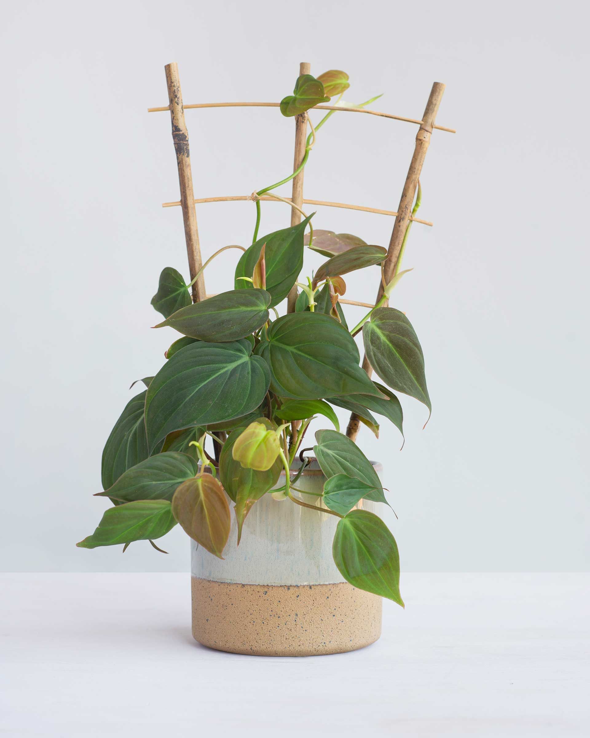 WEWOD Poteau en mousse en plastique pour plantes Monstera, 2 poteaux pour  plantes grimpantes, tuteur pour plantes d'intérieur pour travailler avec de