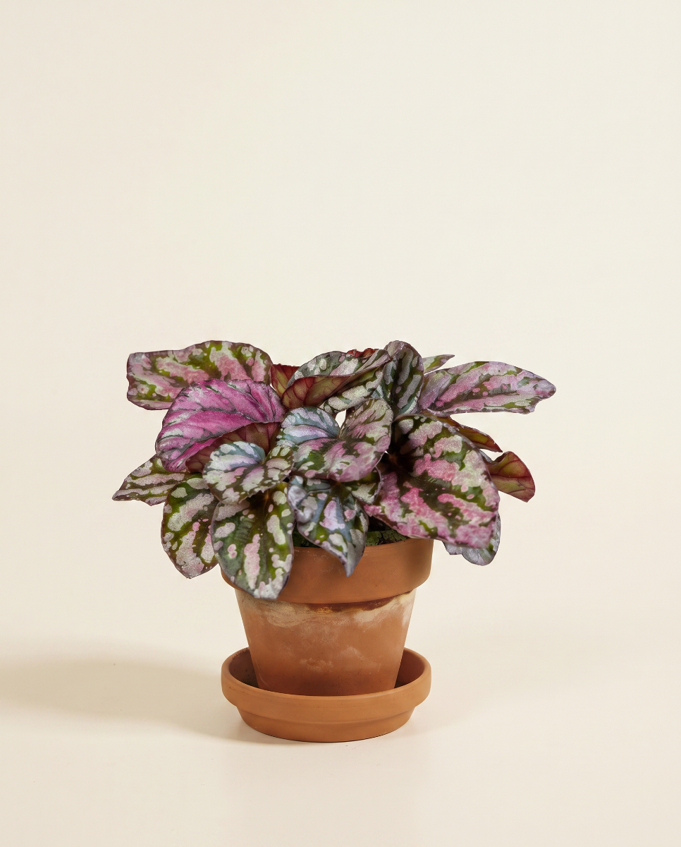 peculiarman　Begonia 3点コンパクト便発送 Shop Begonia Rex Hugh McLauchlan S (Polka Dot) online | PLNTS.com