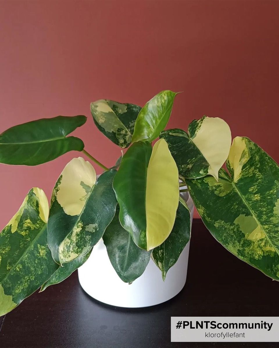 Philodendron store Burle Marx Variegated