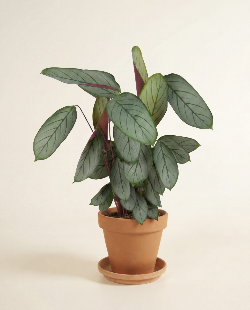 Calathea Silverstar XL (Korbmarante) online kaufen | PLNTS.com
