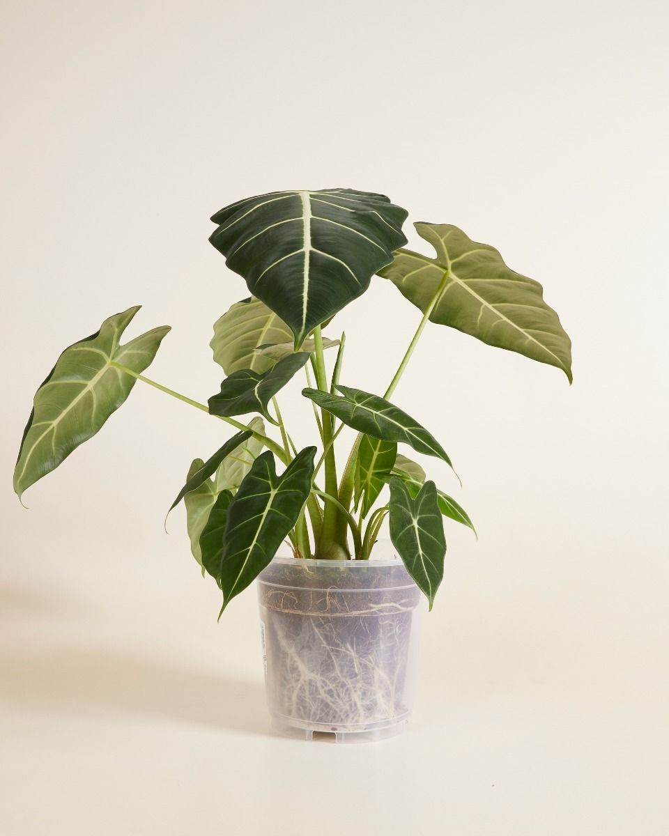 Shop Nursery Planter Transparent online | PLNTS.com