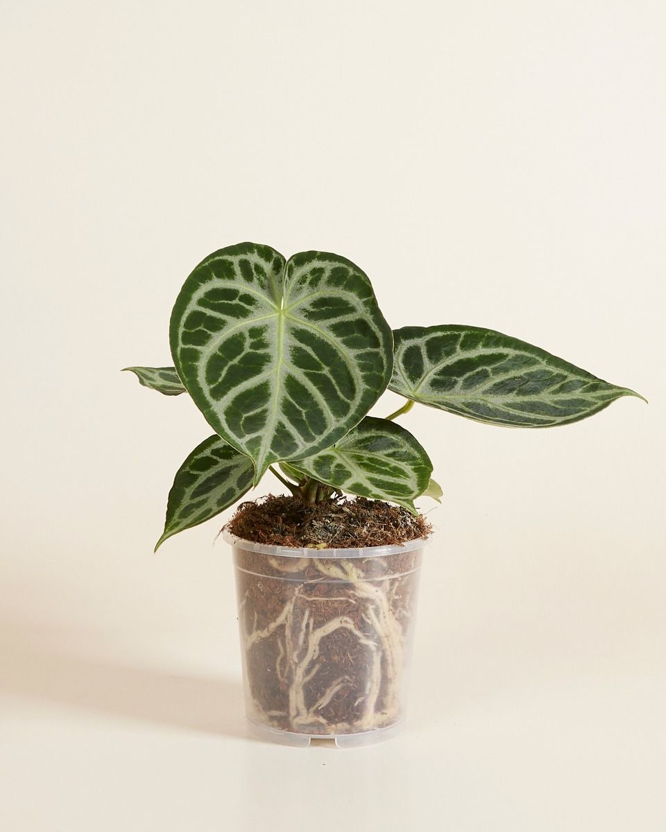 Transparent Plantlets Shop Nursery Planter Transparent online | PLNTS.com