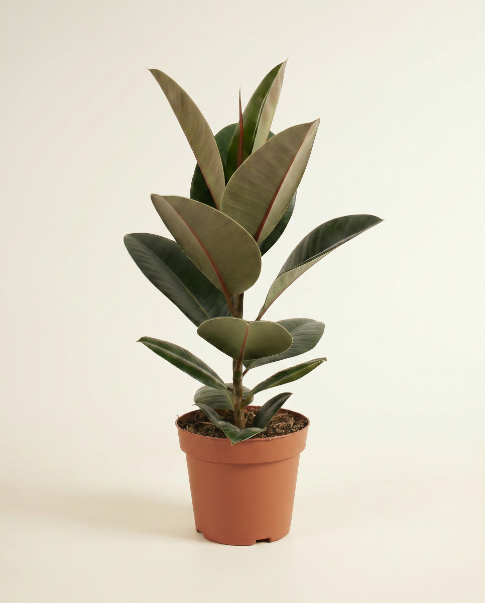 Ficus Rbustsa Shop Ficus Elastica Robusta L (Tobacco Plant) online | PLNTS.com