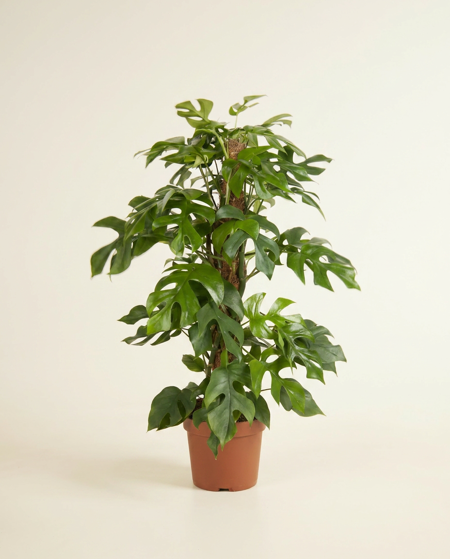 riesen philodendron Philodendron Giganteum Variegata albo main image 0