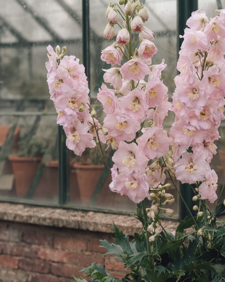 Shop Delphinium Magic Fountains Pink Shades | PLNTS.com online