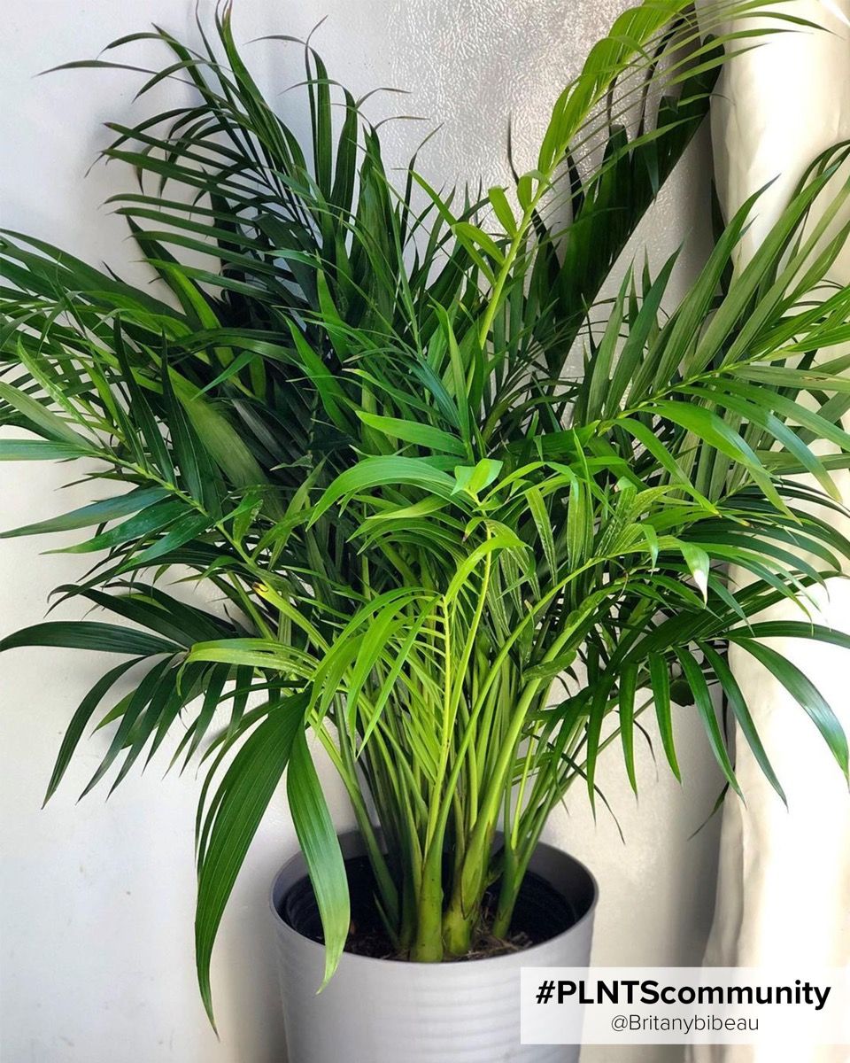 Shop Dypsis Lutescens XL (Butterfly Palm) online | PLNTS.com