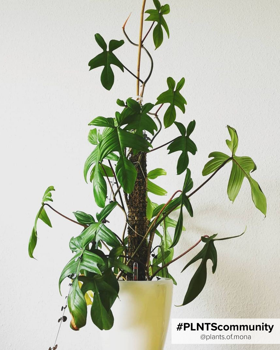 Philodendron Florida Green - Robazza