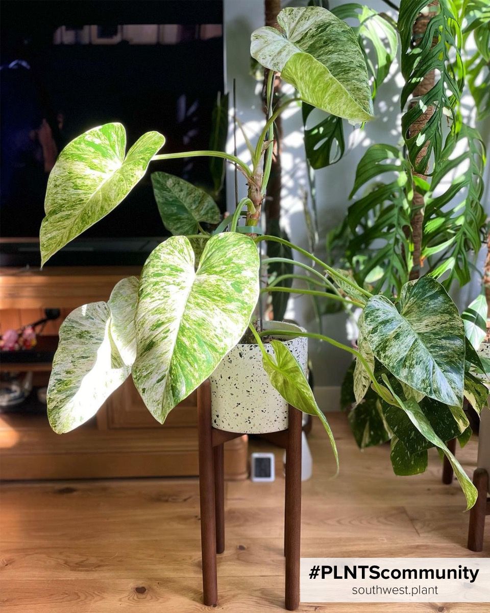 Shop Philodendron Giganteum Blizzard S online | PLNTS.com