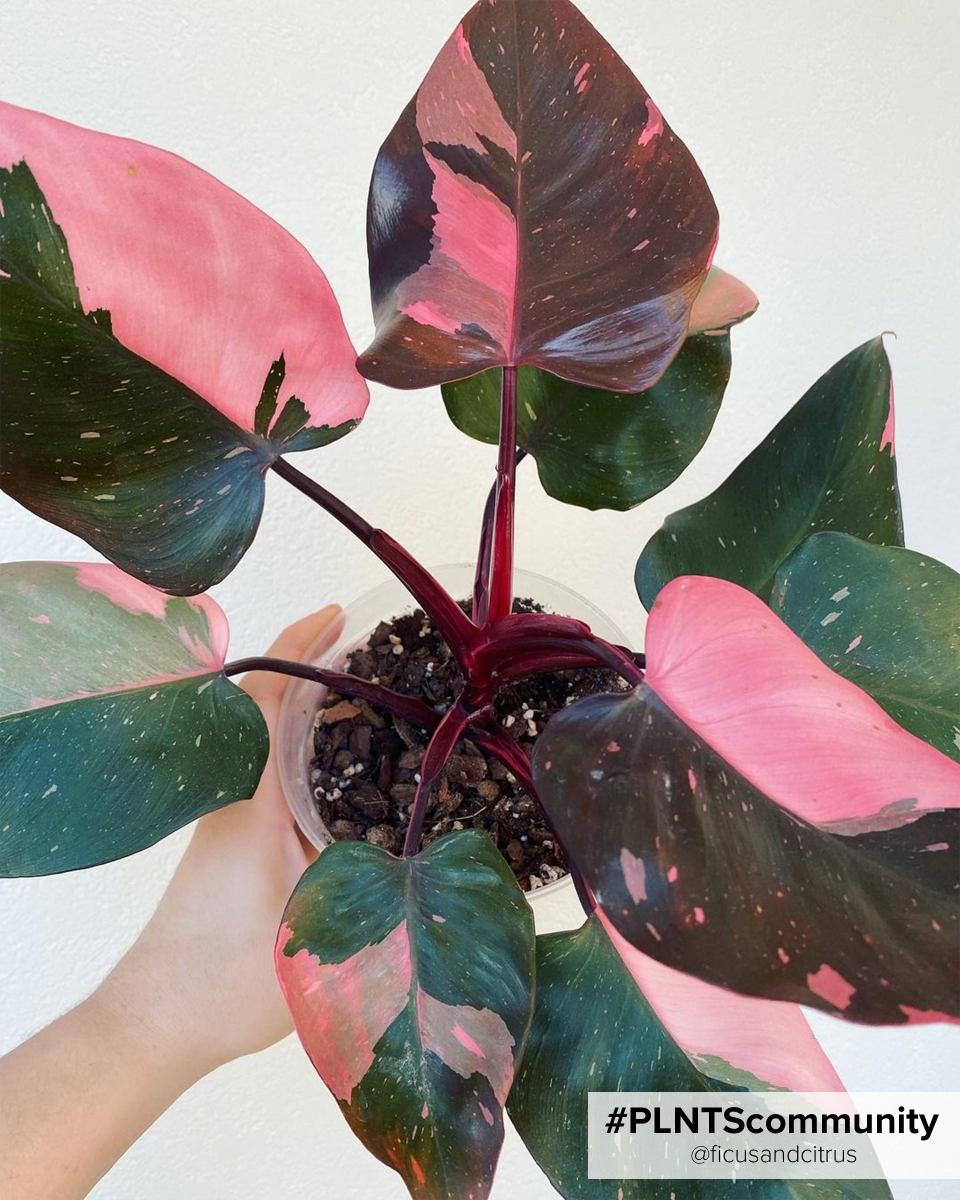 tiger tooth philodendron Philodendron 'Tiger Tooth' – VI Plant Shop