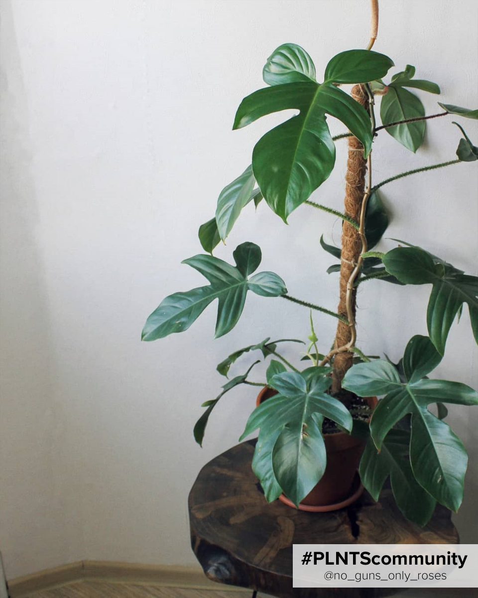 Shop Philodendron Squamiferum M online | PLNTS.com