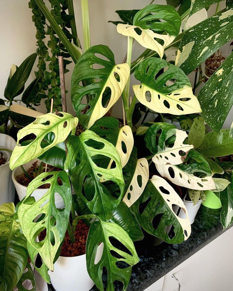 Monstera adansonii white variegata マドカズラ ハーフムーン