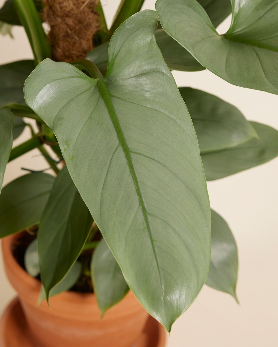 philodendron preis Philodendron 'Pink Princess' kaufen