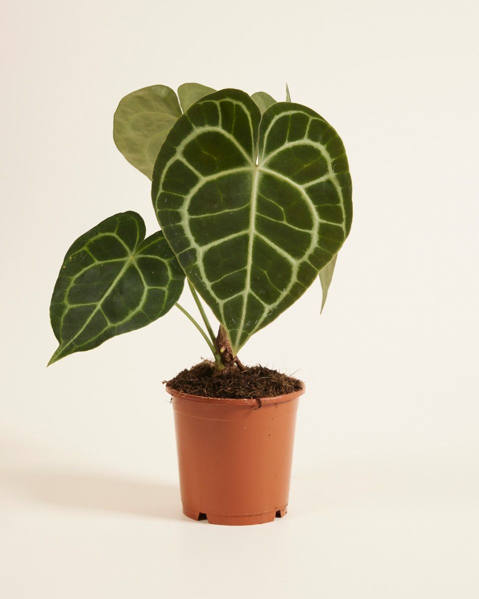 Anthurium Care: Expert Tips for Thriving Plants | PLNTS.com