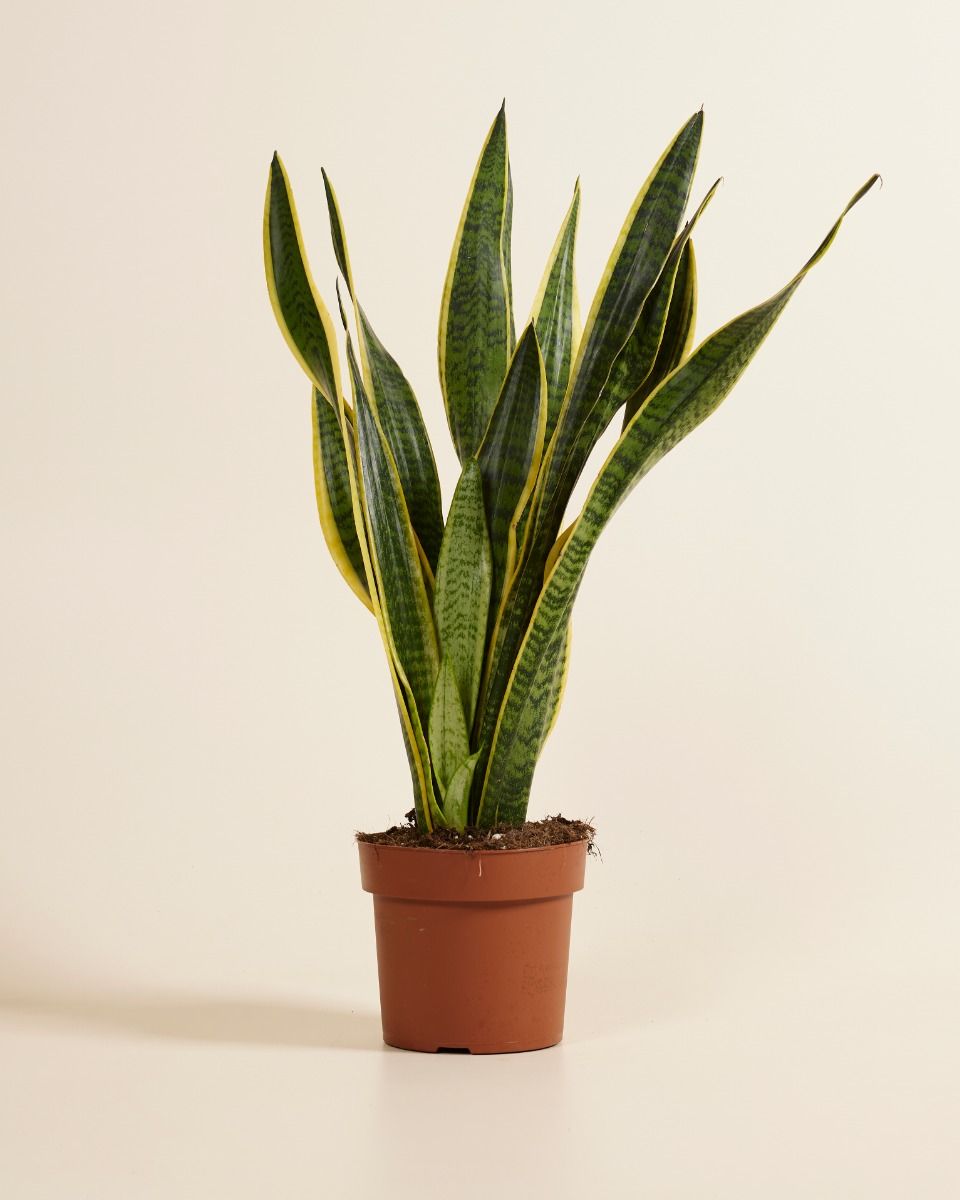 sansevieria white snake 10
