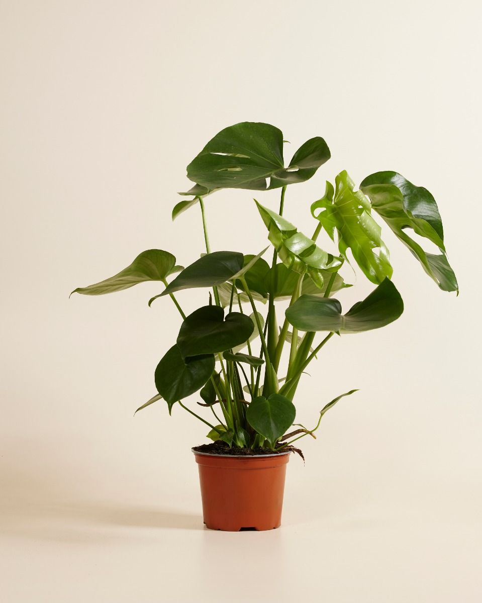 philodendron orange princess Orange Princess 'Sunspot' Variegated Philodendron Rare Plant – Jungle Relics main image 0