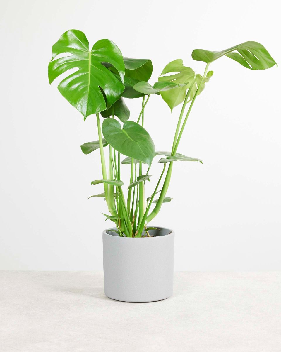 Acheter Monstera Deliciosa XXL (Plante-gruyère) en ligne