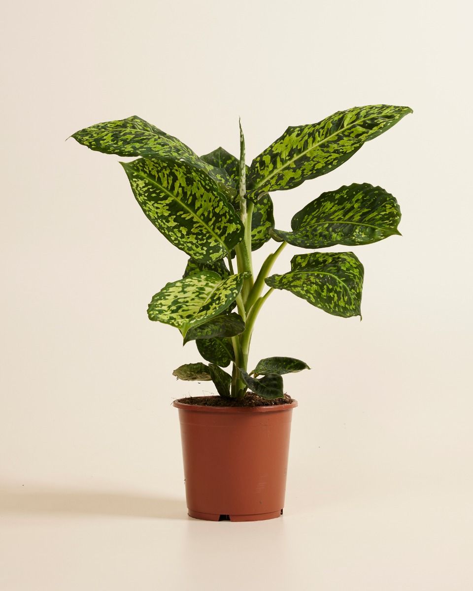 Dieffenbachia Care: Expert Tips for Thriving Plants | PLNTS.com
