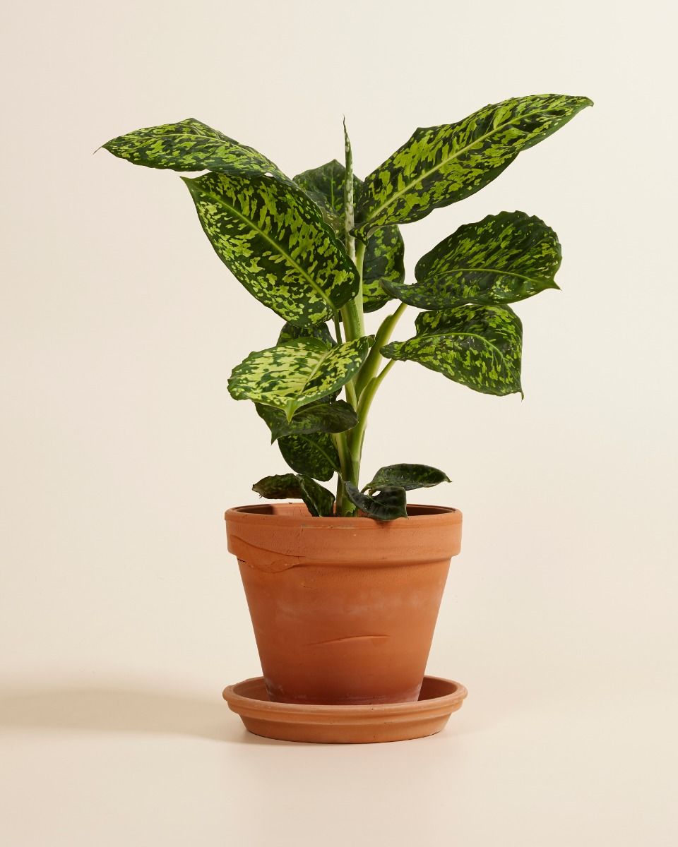 Shop Dieffenbachia Reflector L (Dump Cane) online | PLNTS.com Shop Dieffenbachia Reflector L (Dump Cane) online | PLNTS.com