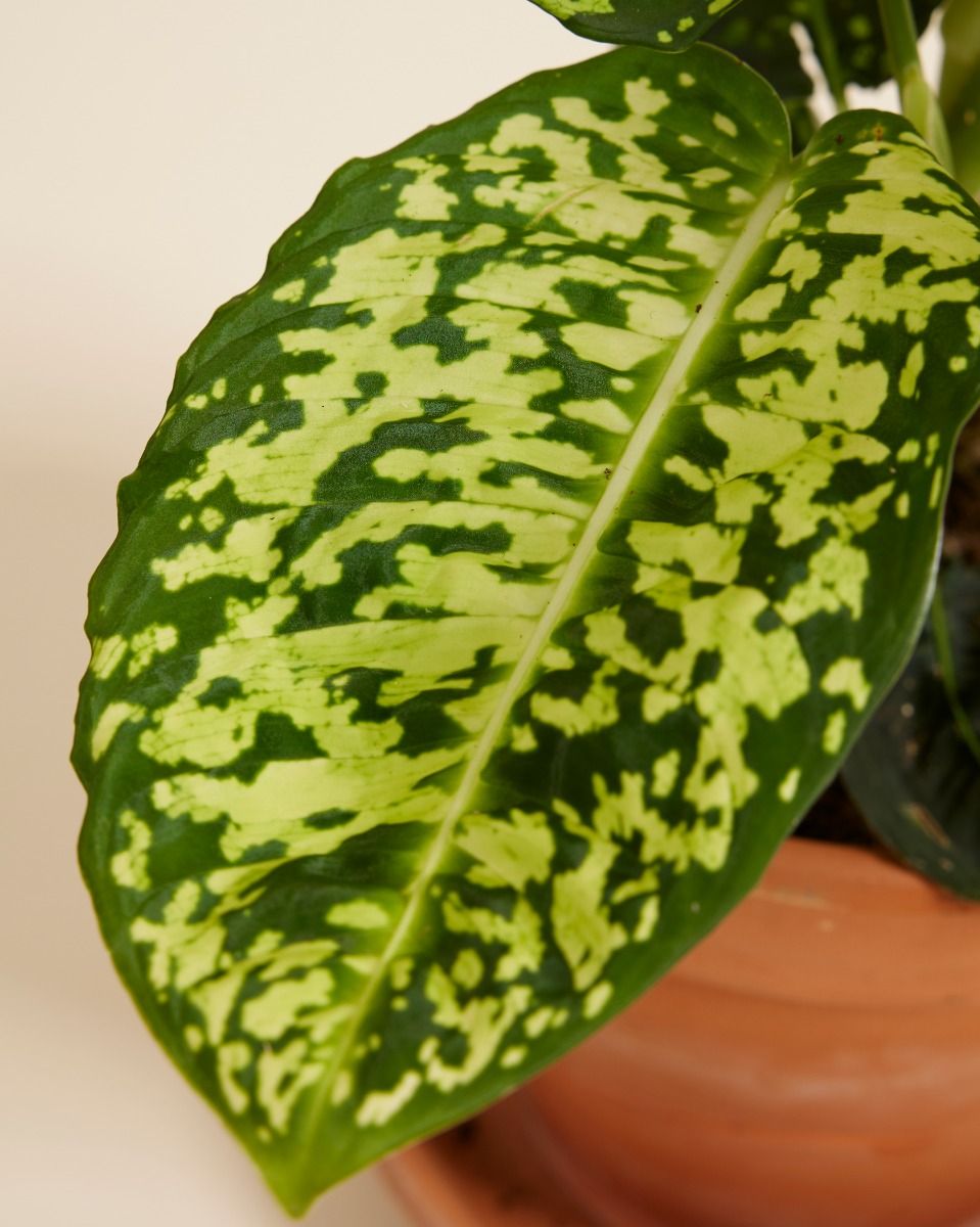 Shop Dieffenbachia Reflector L (Dump Cane) online | PLNTS.com