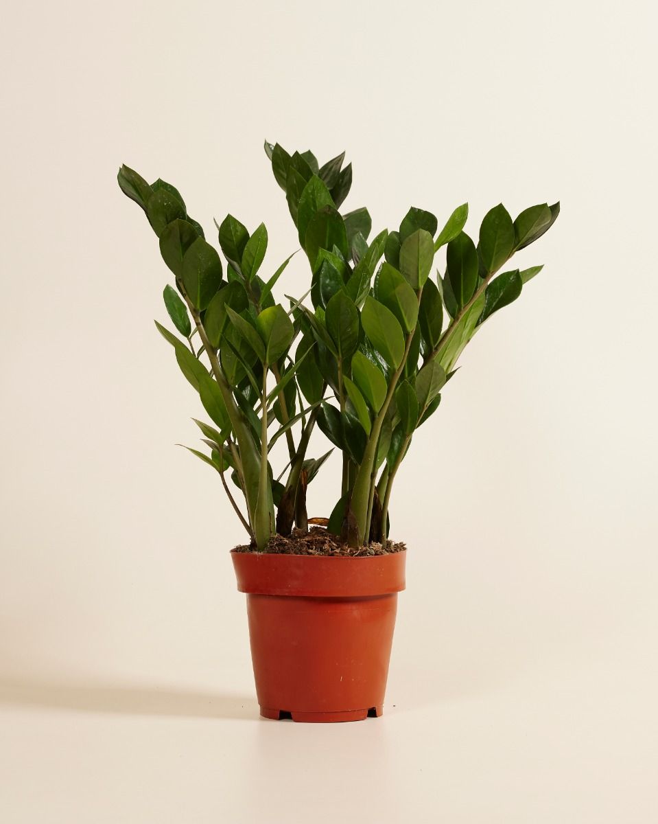Shop Zamioculcas Zamiifolia XL (Zanzibar gem) online | PLNTS.com