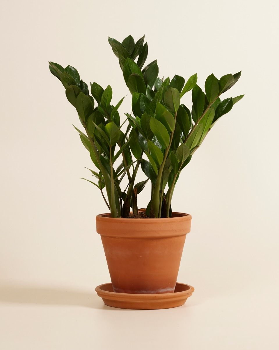 Zamioculcas Zamiifolia L (ZZ-plant) online kopen | PLNTS.com