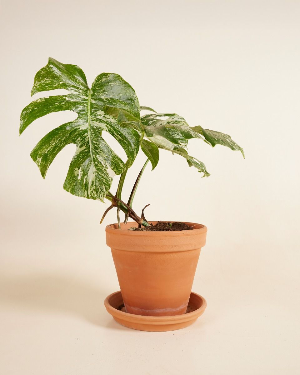 Shop Monstera Deliciosa Variegated L online | PLNTS.com