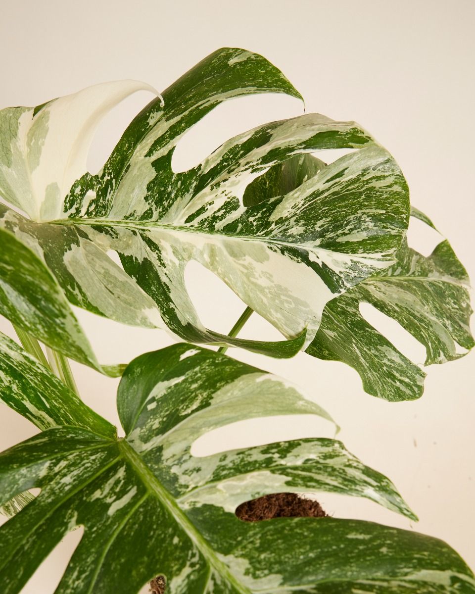モンステラ・ポトス Monstera deliciosa Variegated モンステラ・ポトス Monstera deliciosa Variegated Rare