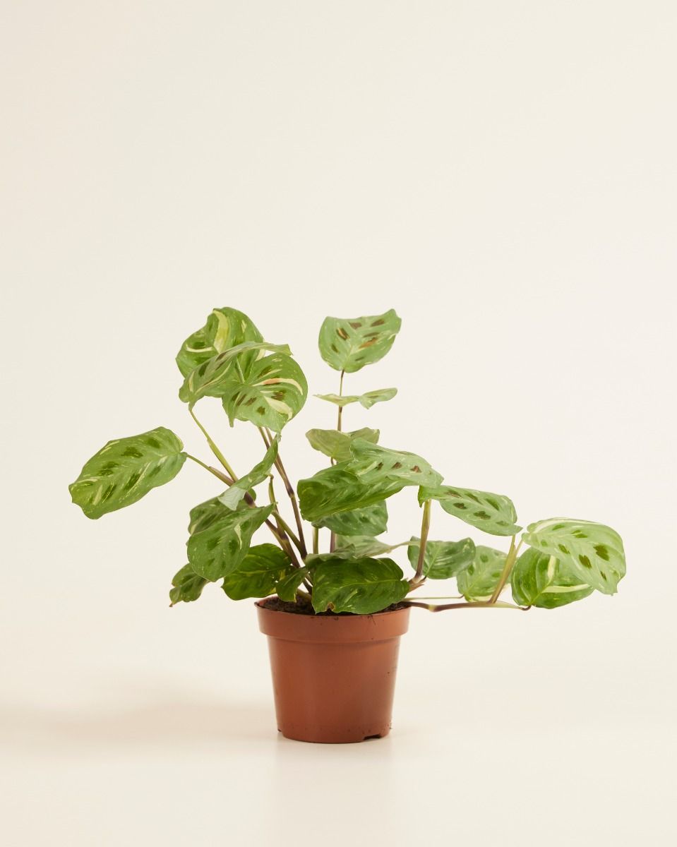 Maranta (Pfeilwurz) Pflegeanleitung - Tipps von Experten | PLNTS.com
