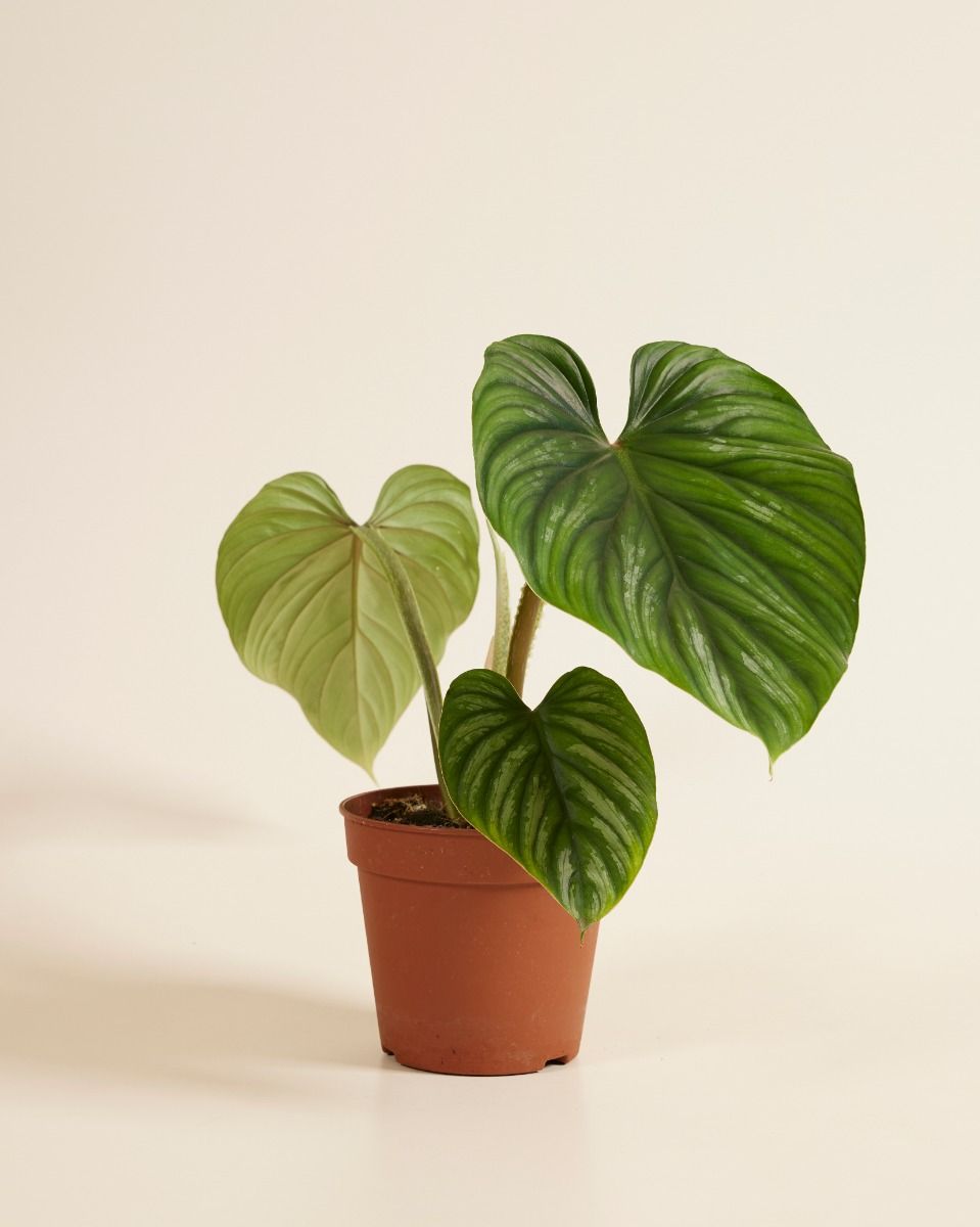 Philodendron 'Plowmanii' 3.5号 Plowmanii - L