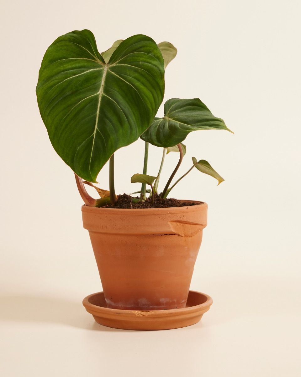 Shop Philodendron Gloriosum M online | PLNTS.com