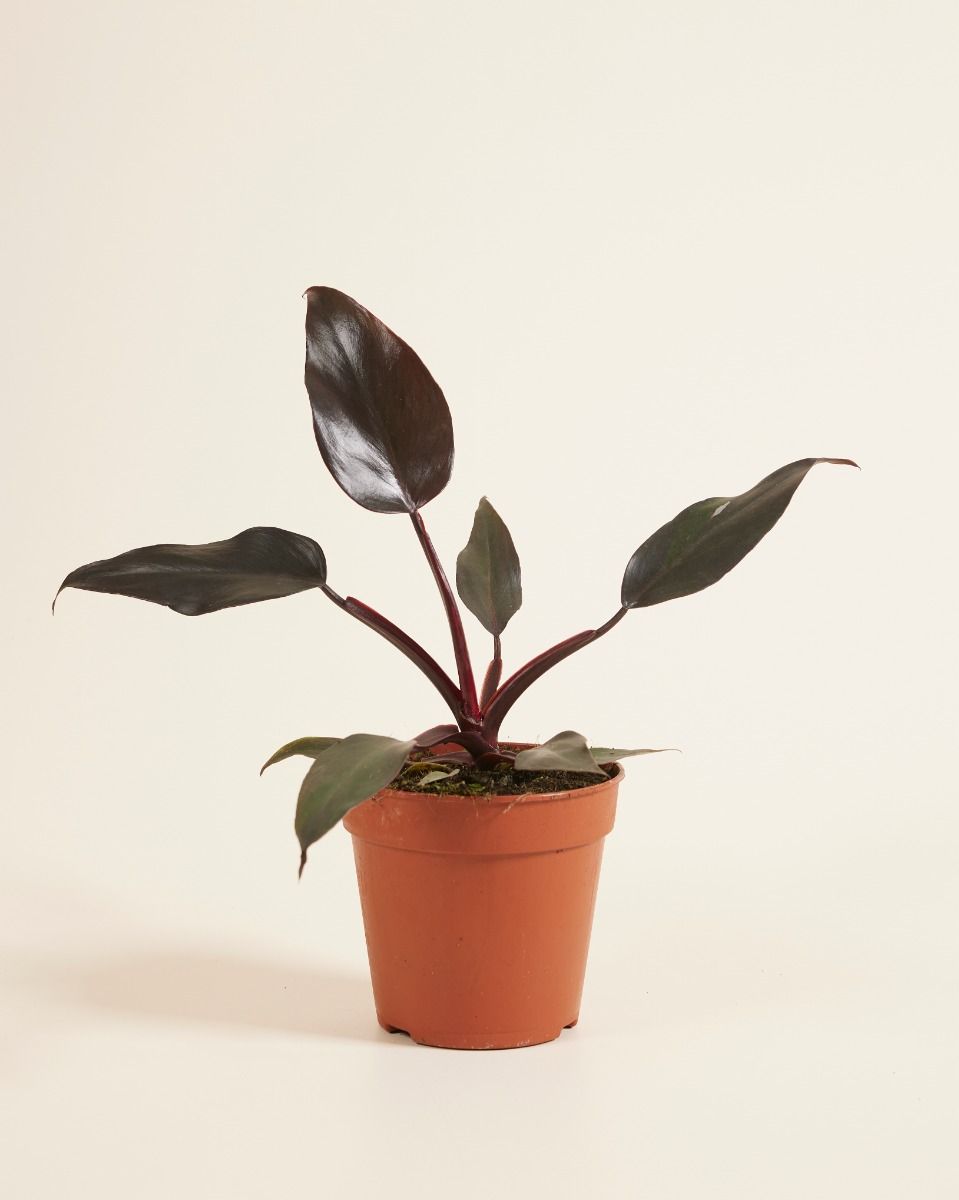 philodendron burgundy queen Philodendron Red Queen – Greenspaces.id
