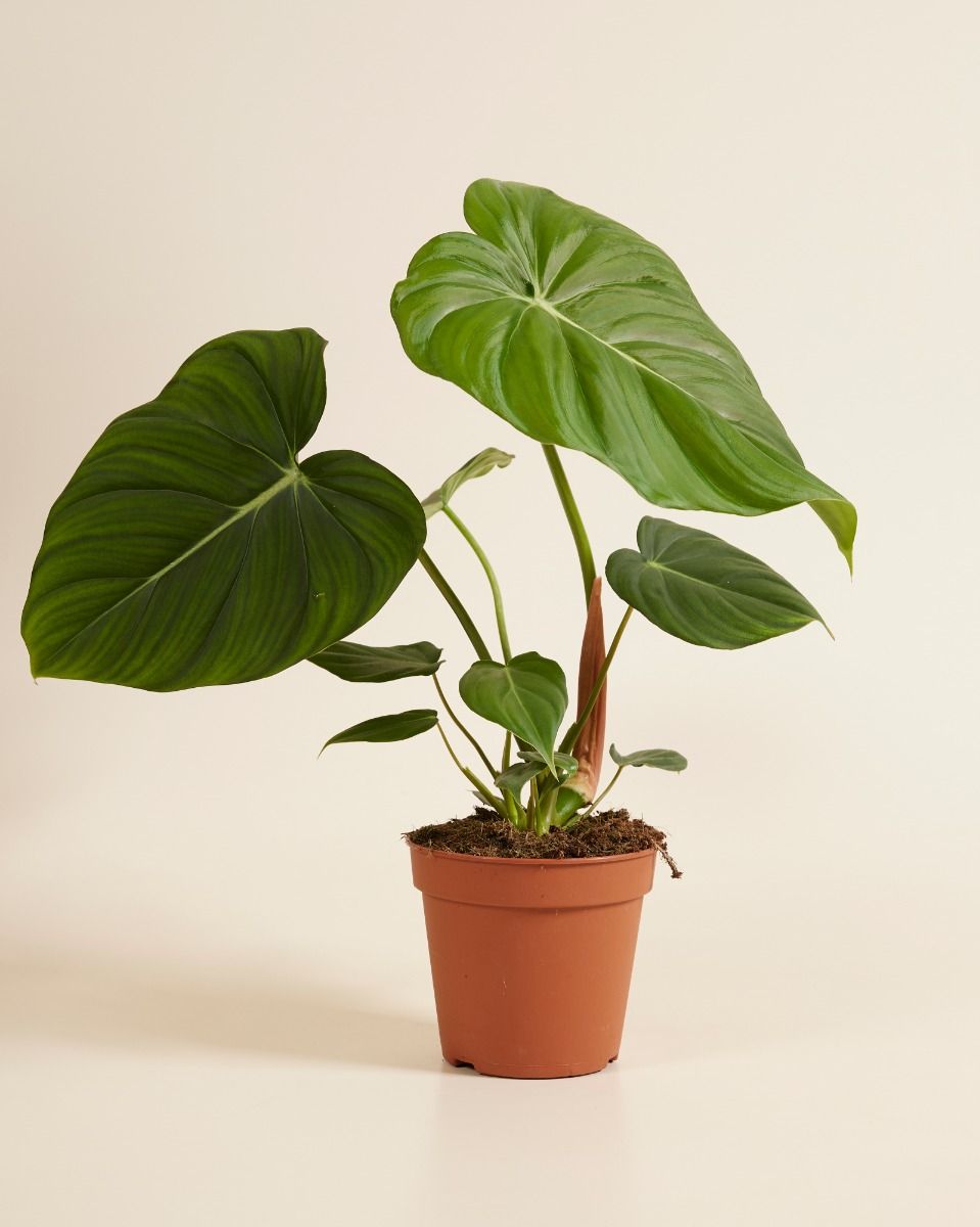 Shop Hybrid plants online | PLNTS.com
